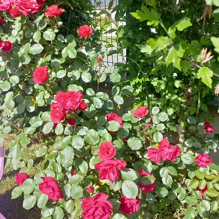 アパート Maison Avec Jardin