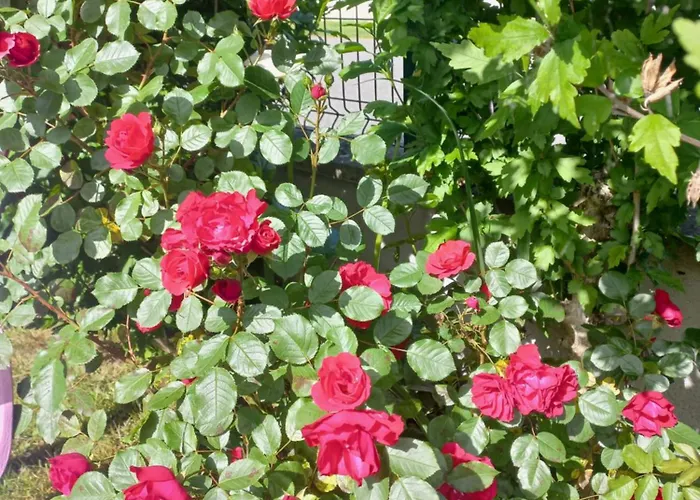 Apartament Maison Avec Jardin